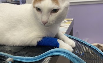 Hospital Veterinario 24h Mascotasalud