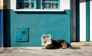 Gosgat Serveis Veterinaris