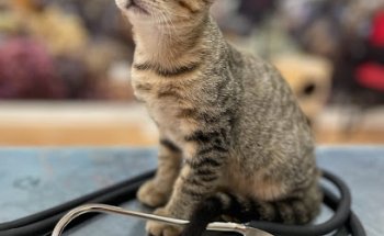 clinica veterinaria animalvet