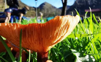 centro veterinario monsacro