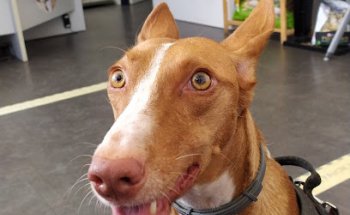 Clínica Veterinaria Faycan