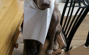 Clínica Veterinària Sant Marçal