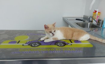 Centre Veterinari Part Forana