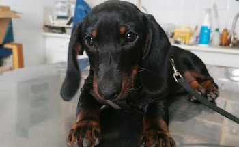 Veterinària Son Sardina