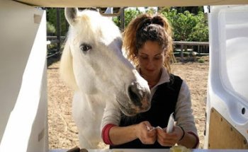 CavallSà Veterinaria Especialista en Caballos