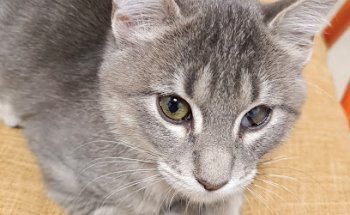 Centro Veterinario La Hoya