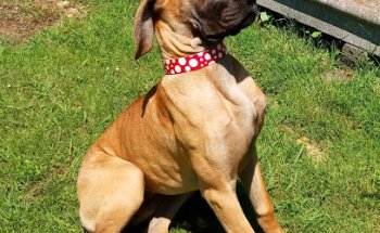 Clínica Nueva Veterinaria