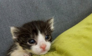 Clínica Veterinaria Margus