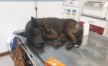 Clínica Veterinaria Burgos La Huerta