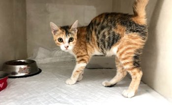 Clínica Veterinaria Monvet