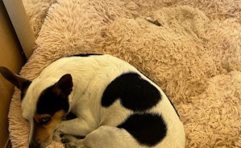 Clínica Veterinaria Tenesoya