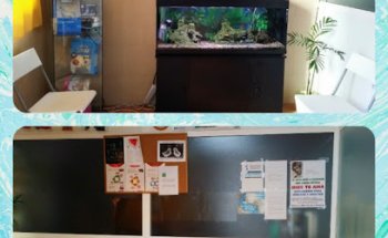 Veterinario Full Animals