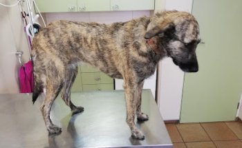 Centre Veterinari Sant Vicenç