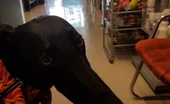 Centre Veterinari Cervelló