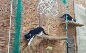 Clinica Veterinaria - Serveis Veterinaris Baix Llobregat