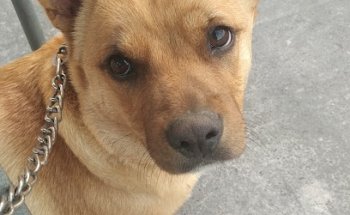 Clínica Veterinaria Ángela de la Cruz