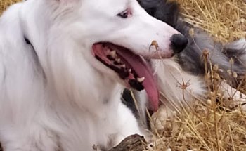 Clínica Veterinaria Cruz Verde