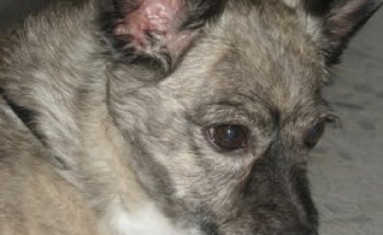 Hnas. Muñoz Jiménez