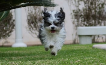 Centro Veterinario Mutxamel