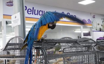 Clínica Veterinaria Santa Faz