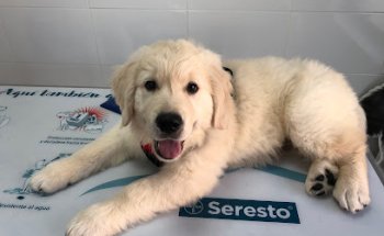 Clínica Veterinaria NavalVet