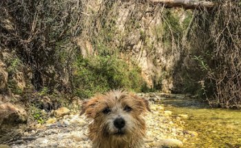 Clínica Veterinaria Nerja