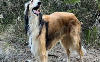 Clínica Veterinaria Almijara S.L.