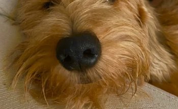 Clínica Veterinaria San Fernando