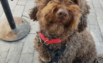 Veterinarios del Cabo—Nijar