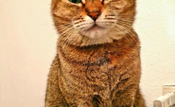 Clinica Veterinaria San Roque Novelda