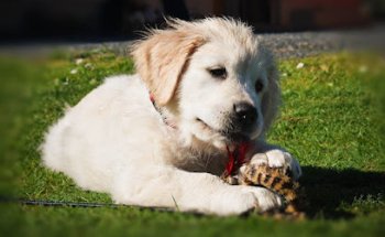 Clínica Veterinaria Guayacán C.B.