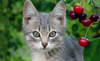 VETERINARIO A DOMICILIO