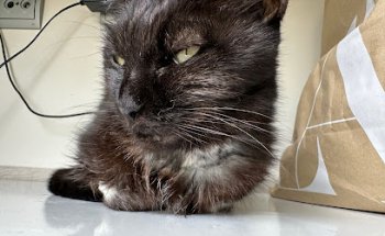 Clínica Veterinaria Manescal