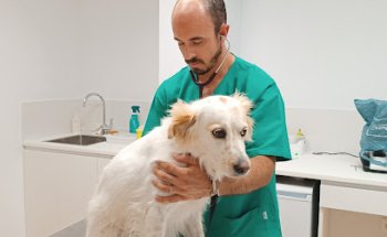 Clínica Veterinaria Llopet / Vet. Blas Llopis Sanchis / URGENCIAS /Oliva