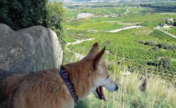 Sant Rafel Clínica Veterinaria