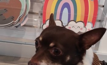 Centro veterinario Paiporta