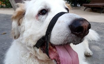 Clínica Veterinària A Quatre Potes