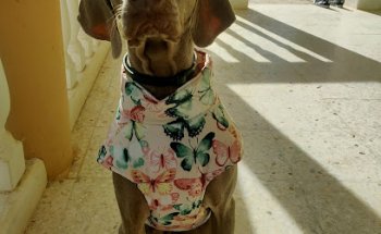 Clínica Veterinaria L´horta