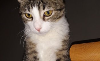 Centro Veterinario Parquelagos