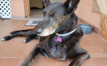 Clínica Veterinaria El Pilar