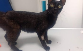 Mobydick Clinica Veterinaria