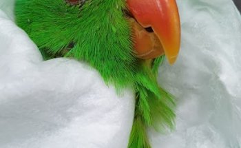 CLÍNICA VETERINÀRIA ZOOLÒGICA de Pineda de Mar