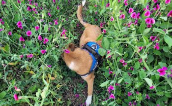 Centre Veterinari Rossinyol