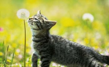 Clínica Veterinaria Rosvet