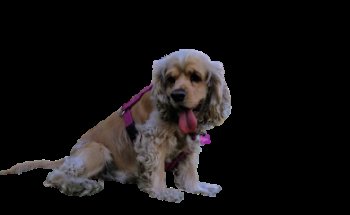 Clínica Veterinaria Jerte