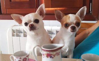 Clínica Veterinaria PUPPYCAN