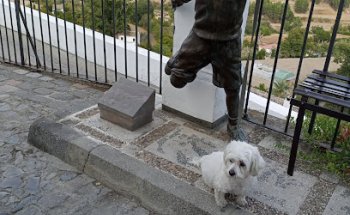 Consulta Veterinaria 