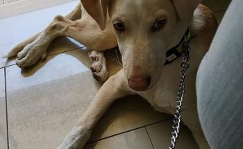 Clinica Veterinaria Kibu