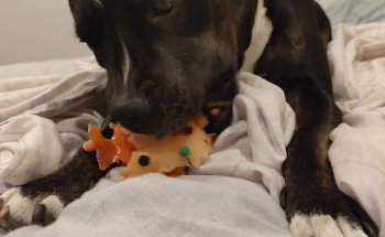 Clínica Veterinaria La Paz