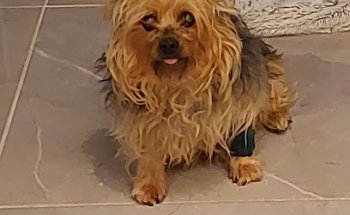 Medivet Puerto del Rosario